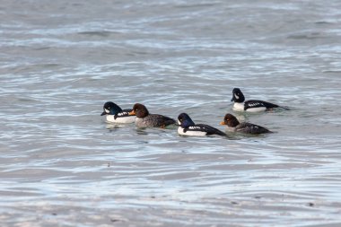 Barrow'ın goldeneye ördek Vancouver Bc Kanada. 