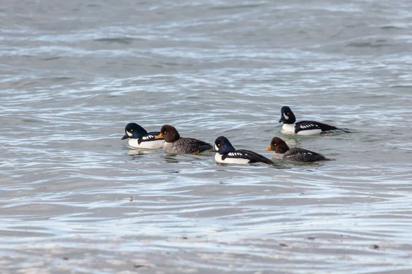 Barrow Goldeneye Duck Vancouver Canada — Stock Photo, Image