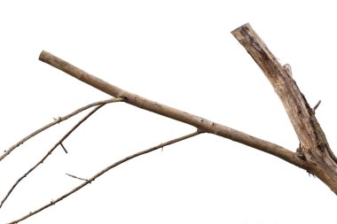 Beyaz arkaplanda kuru ağaç dalı izole edildi. 