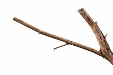 Beyaz arkaplanda kuru ağaç dalı izole edildi. 