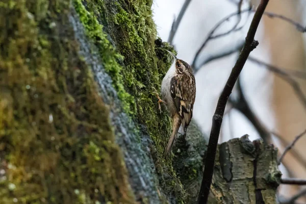 Pájaro Enredadera Marrón Vancouver Canadá — Foto de Stock