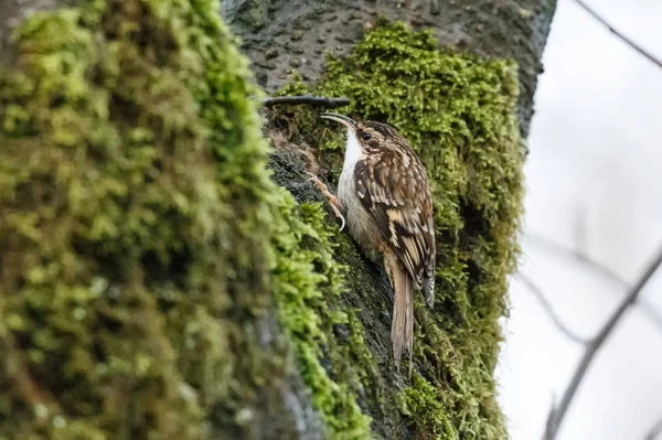 棕色爬行鸟在温哥华 加拿大 — 图库照片
