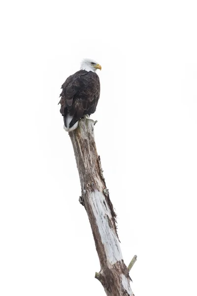 Bald Eagle Bird Vancouver Canada — Stock Photo, Image