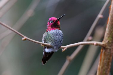 Male Annas Hummingbird (Calypte anna) on a perch  clipart