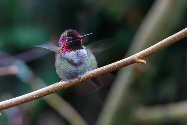 Männlich Annas Kolibri Calypte Anna Auf Einem Barsch — Stockfoto