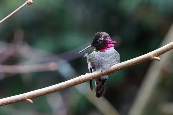 Colibri Annas Mâle Calypte Anna Sur Une Perche — Photo