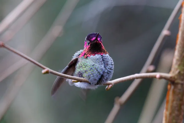 Male Annas Hummingbird Calypte Anna Perch — Stock Photo, Image