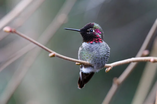 Männlich Annas Kolibri Calypte Anna Auf Einem Barsch — Stockfoto