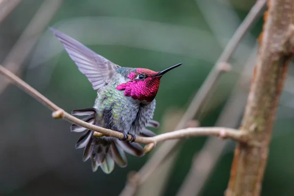 Manliga Annas Hummingbird Calypte Anna Abborre — Stockfoto
