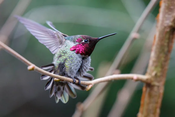 Αρσενικό Hummingbird Άννας Άννα Calypte Κούρνια — Φωτογραφία Αρχείου