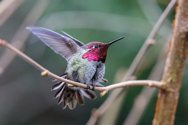 Αρσενικό Hummingbird Άννας Άννα Calypte Κούρνια — Φωτογραφία Αρχείου