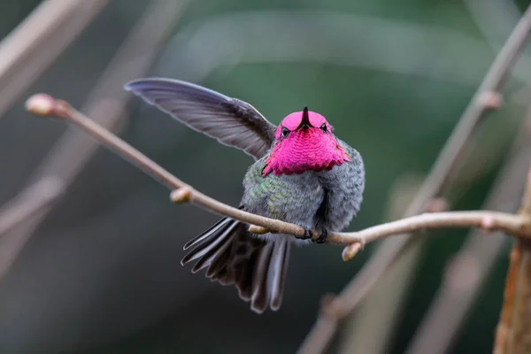 Αρσενικό Hummingbird Άννας Άννα Calypte Κούρνια — Φωτογραφία Αρχείου