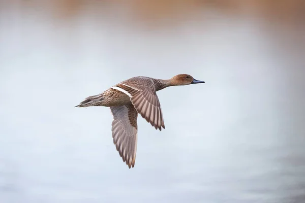 Pintail Femenino Del Norte Vancouver Canada Imagen de stock