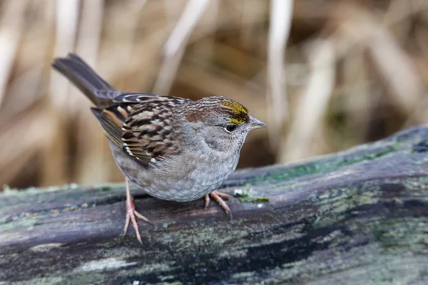 Golden Krönt Sparrow Fågel Vancouver Kanada — Stockfoto