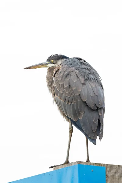 Great Blue Heron Vancouver Canada — Stock Photo, Image