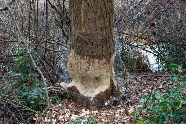 Κάστορας Κατεστραμμένο Δέντρα Στο Βανκούβερ Του Καναδά — Φωτογραφία Αρχείου