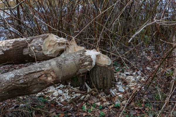Kunduz Vancouver Kanada Ağaçlara Zarar — Stok fotoğraf