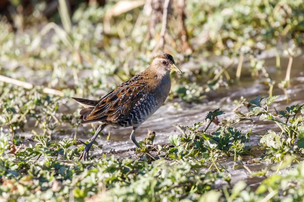 Waterbird Sora Rail Terra Nova Park Richmond Canada Feb 2019 — Stockfoto