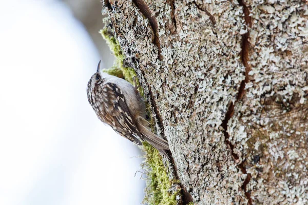 Pájaro Enredadera Marrón Vancouver Canadá — Foto de Stock