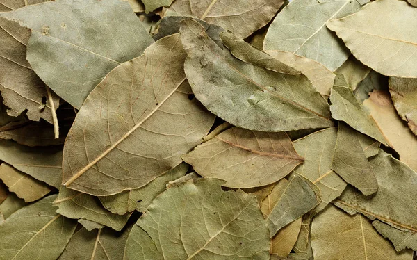 Vert Séché Feuilles Laurier Fond Gros Plan — Photo