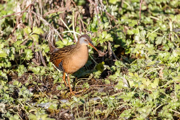 Водоплавающая Птица Virginia Rail Парке Терра Нова Ричмонд Канада Февраль — стоковое фото