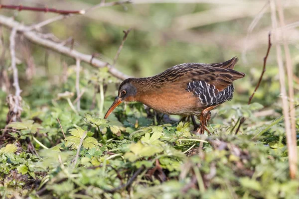 Wasservogel Virginia Rail Terra Nova Park Richmond Canada Feb 2019 — Stockfoto