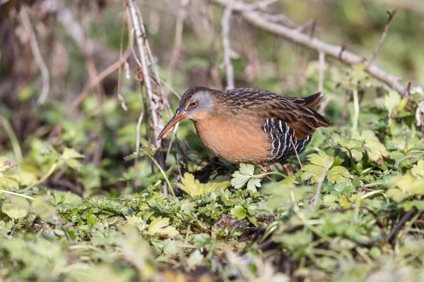 Водоплавающая Птица Virginia Rail Парке Терра Нова Ричмонд Канада Февраль — стоковое фото