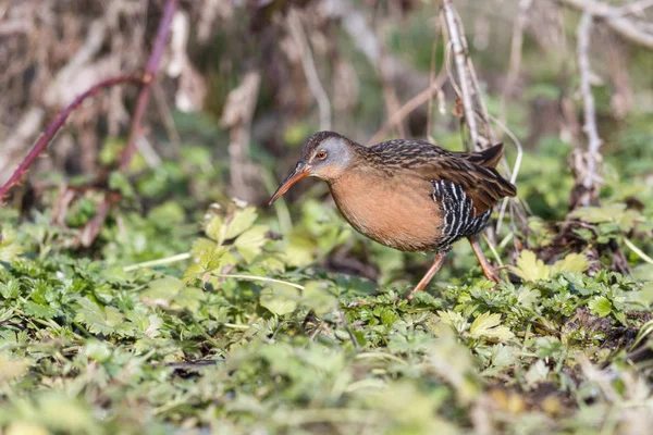 Waterbird Virginia Rail Terra Nova Park Richmond Canada Fév 2019 — Photo