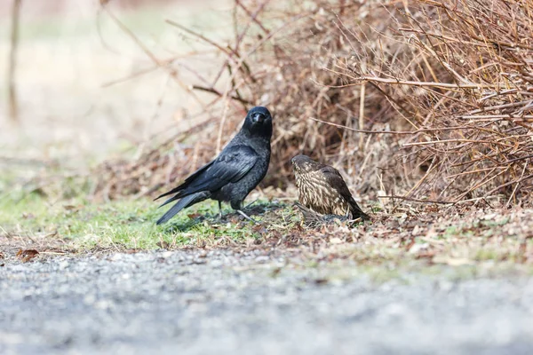 Merlin Caught European Starling Northwestern Crow Try Steal Food Vancouver — Stock Photo, Image