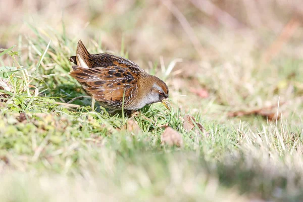 Waterbird Sora Rail Terra Nova Park Richmond Canada Feb 2019 — Foto Stock