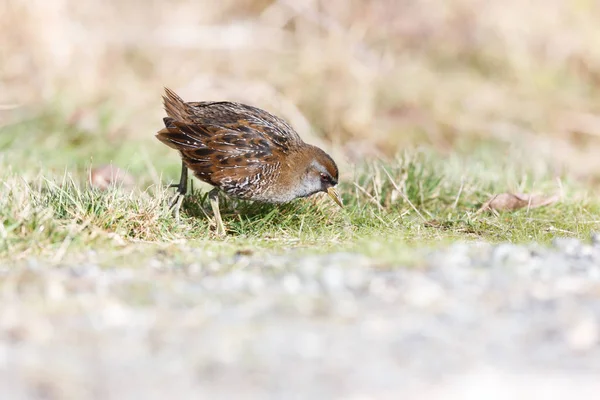 Waterbird Sora Rail Terra Nova Park Richmond Canada Feb 2019 — Foto Stock