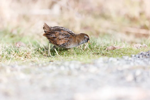 Waterbird Sora Rail Terra Nova Park Richmond Canada Feb 2019 — Foto Stock