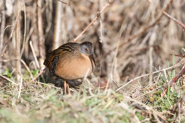 Водоплавающая Птица Virginia Rail Парке Терра Нова Ричмонд Канада Февраль — стоковое фото