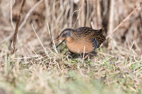 Waterbird Virginia Rail Terra Nova Park Richmond Canada Feb 2019 — Foto de Stock