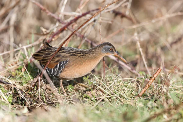 Waterbird Virginia Rail Terra Nova Park Richmond Canada Feb 2019 — Foto Stock