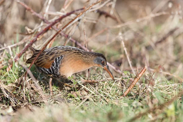 Waterbird Rail Вірджинії Terra Nova Park Річмонд Британська Канада Лютого — стокове фото