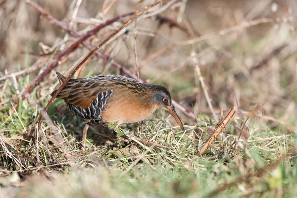 Waterbird Virginia Rail Terra Nova Park Richmond Canada Feb 2019 — Foto Stock