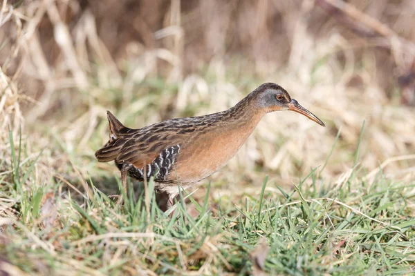 Waterbird Virginia Rail Terra Nova Park Richmond Canada Feb 2019 — Foto Stock