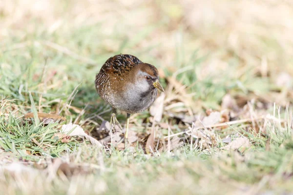 Waterbird Sora Rail Terra Nova Park Richmond Canada Feb 2019 — Stock Photo, Image