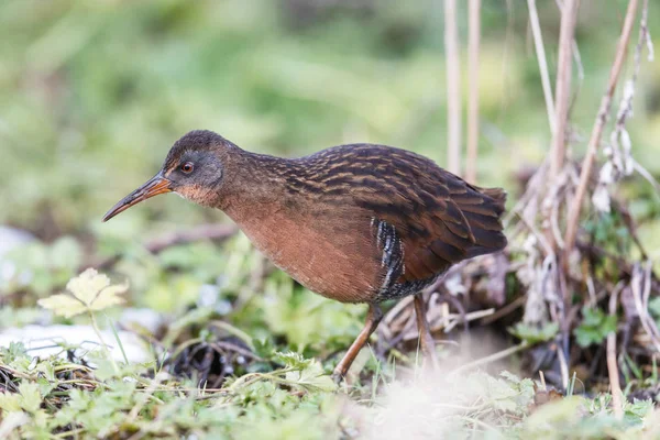 Waterbird Rail Вірджинії Terra Nova Park Річмонд Британська Канада Лютого — стокове фото