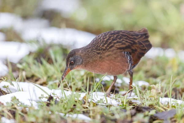 Водоплавающая Птица Virginia Rail Парке Терра Нова Ричмонд Канада Февраль — стоковое фото