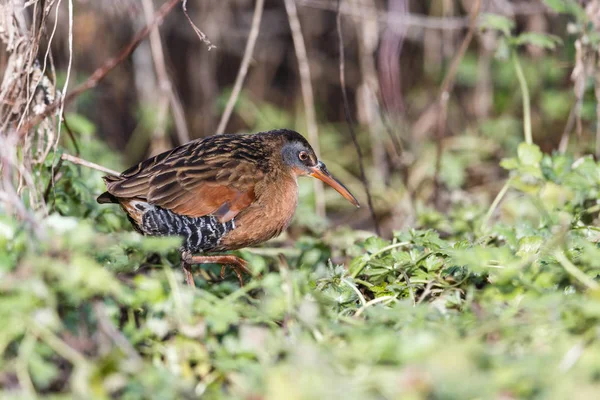 Waterbird Virginia Rail Terra Nova Park Richmond Canada Fevereiro 2019 Fotos De Bancos De Imagens Sem Royalties