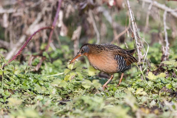 Waterbird Virginia Rail Terra Nova Park Richmond Canada Feb 2019 Fotos De Stock Sin Royalties Gratis