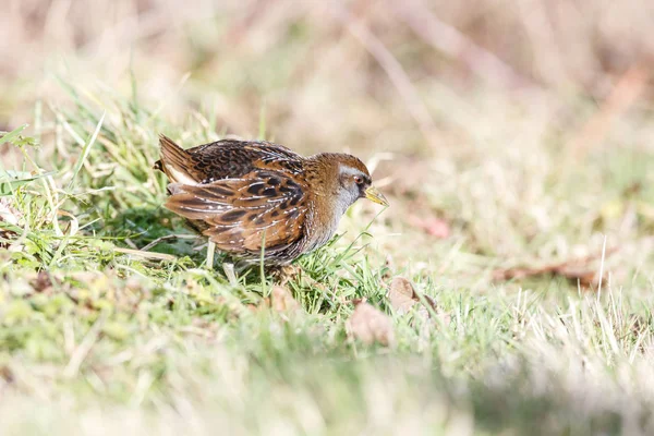 Waterbird Sora Rail Terra Nova Park Richmond Canada Feb 2019 Stockbild