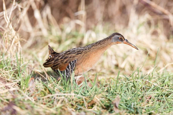 Waterbird Virginia Rail Terra Nova Park Richmond Canada Feb 2019 Foto Stock Royalty Free