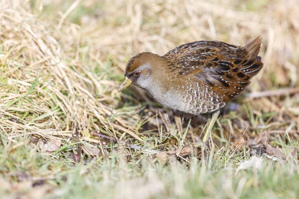 Waterbird Sora Rail Terra Nova Park Richmond Canada Feb 2019 Stockbild