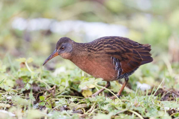 Waterbird Virginia Rail Terra Nova Park Richmond Canada Fevereiro 2019 Fotos De Bancos De Imagens