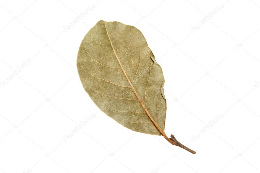 dried bay leaves isolated on a white background.