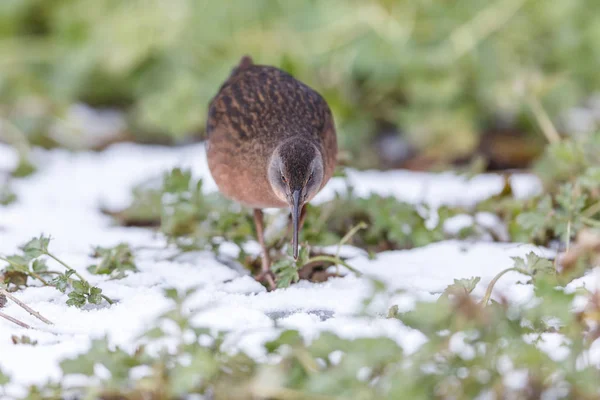 Водоплавающая Птица Virginia Rail Парке Терра Нова Ричмонд Канада Февраль — стоковое фото