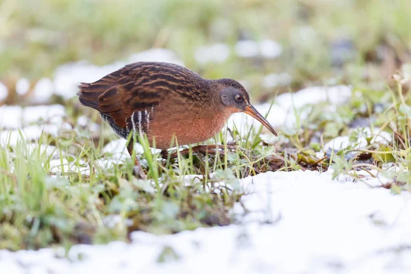 Водоплавающая Птица Virginia Rail Парке Терра Нова Ричмонд Канада Февраль — стоковое фото